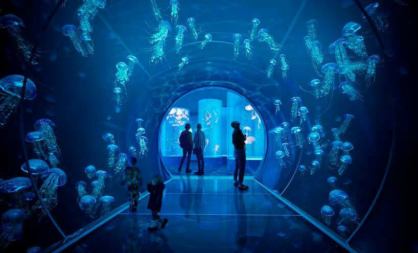 Стеклянный туннель внутри аквариума с медузами